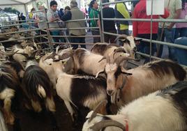 Cabras reunidas en el recinto del Vallín, en Benia.