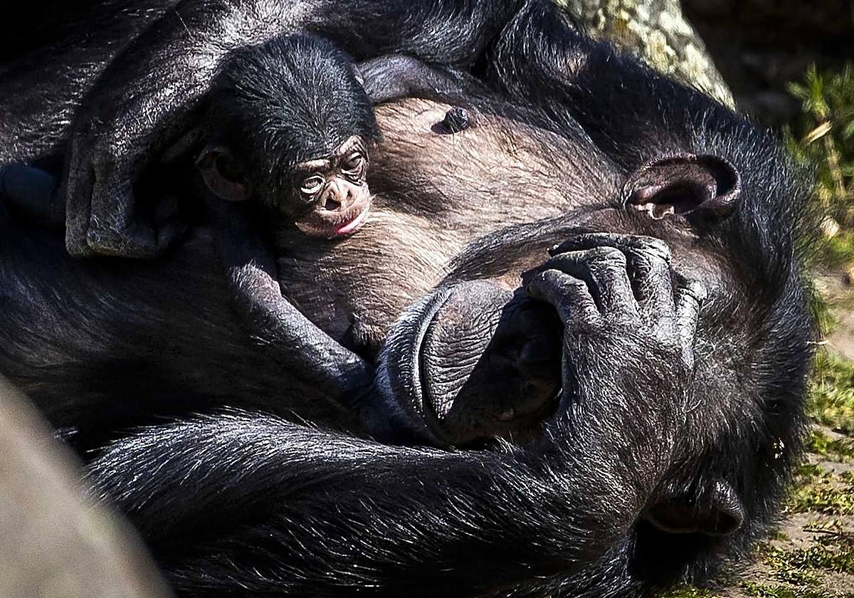 ¿Por qué es tan importante descubrir que las chimpancés también tienen la menopausia?