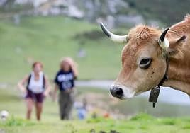 El Principado cifra en cinco los focos de fiebre hemorrágica bovina en 14 granjas