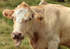 Una vaca enferma por la enfermedad hemorrágica epizootica.