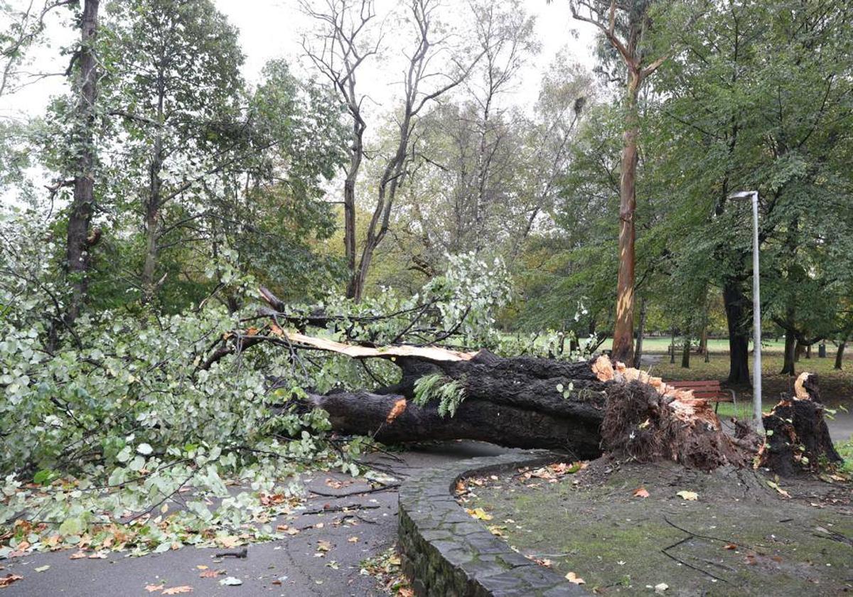 El temporal derriba árboles y daña mobiliario urbano en Avilés