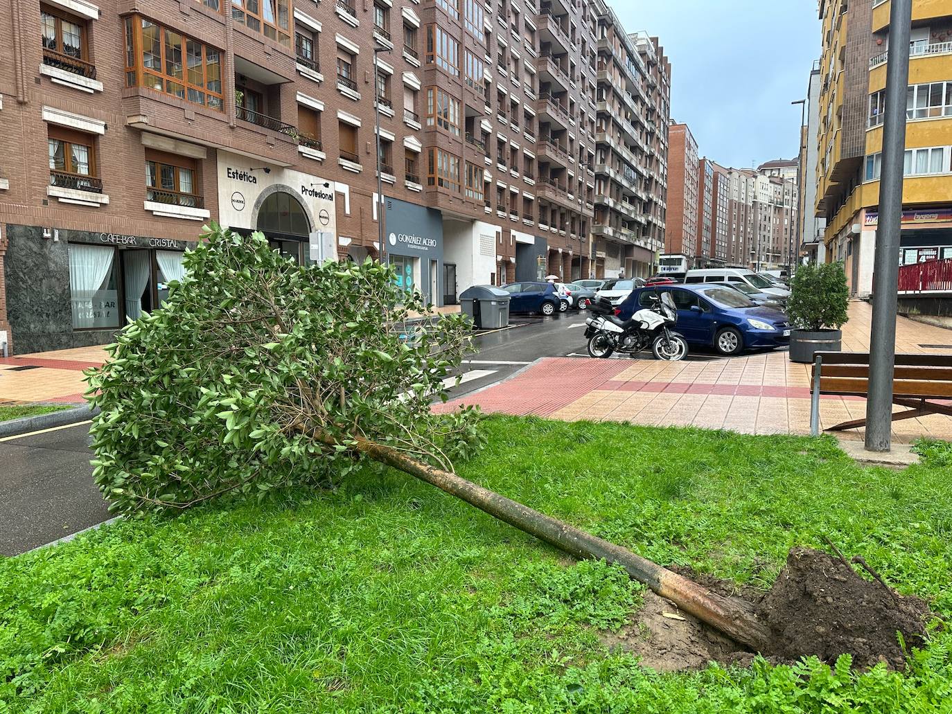 Las fuertes rachas de viento dejan destrozos por toda Asturias: las imágenes del temporal