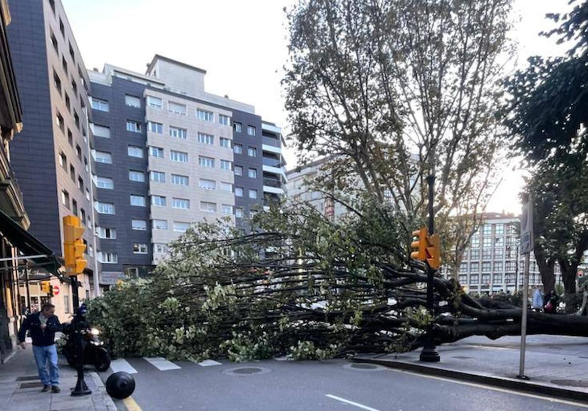 El viento derribó un árbol en Begoña, que dejó cortada la calle San Bernardo, en Gijón.