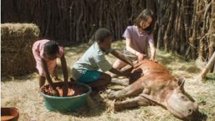 THABO AND THE RHINO CASE