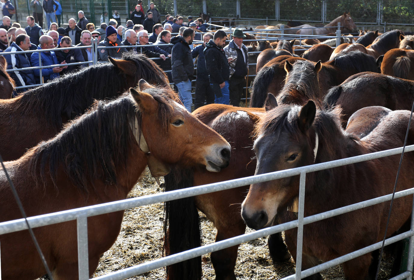 La feria del ganado de Cabañaquinta, en imágenes