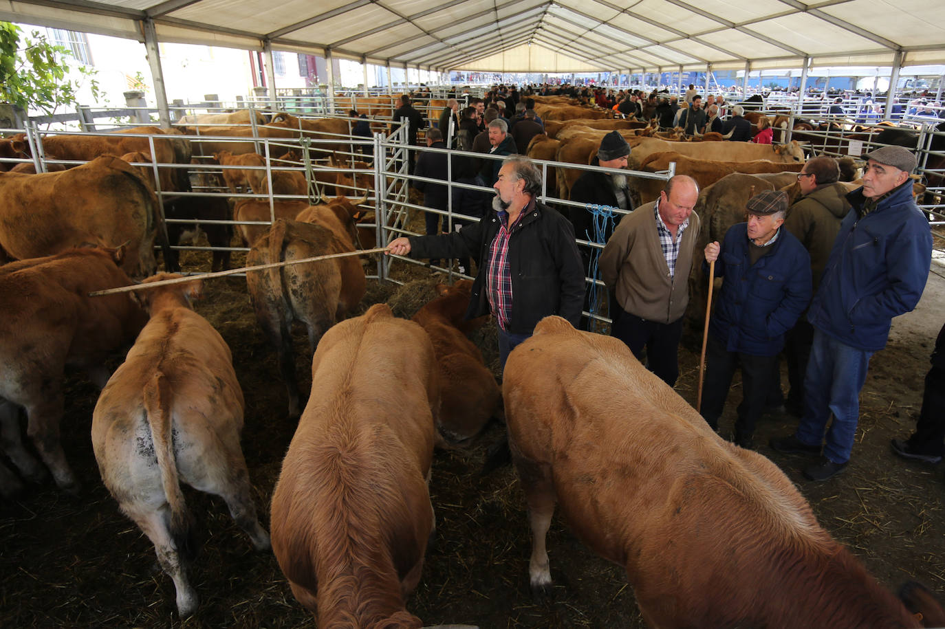 La feria del ganado de Cabañaquinta, en imágenes