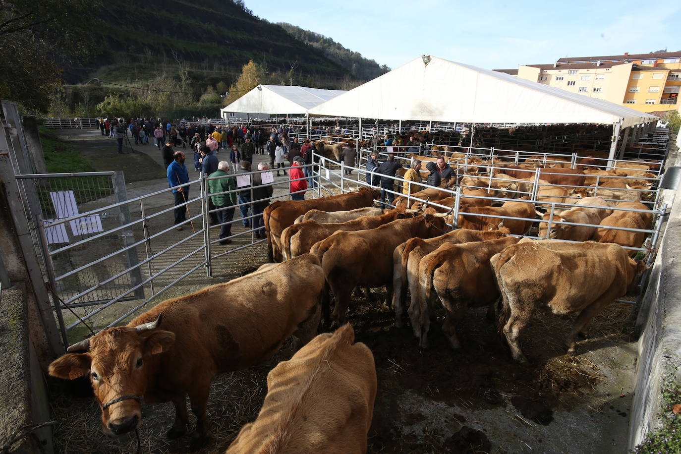 La feria del ganado de Cabañaquinta, en imágenes