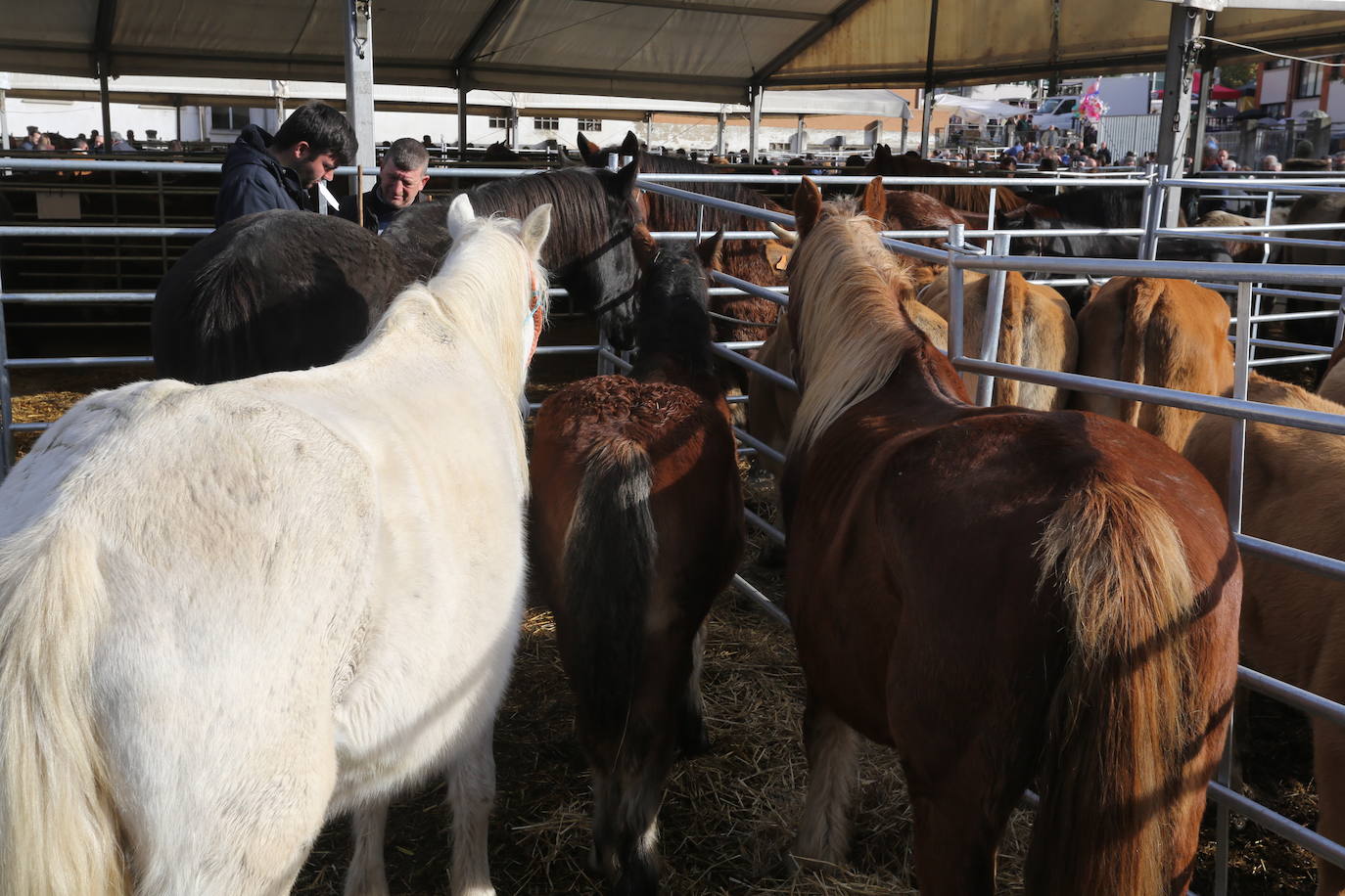 La feria del ganado de Cabañaquinta, en imágenes