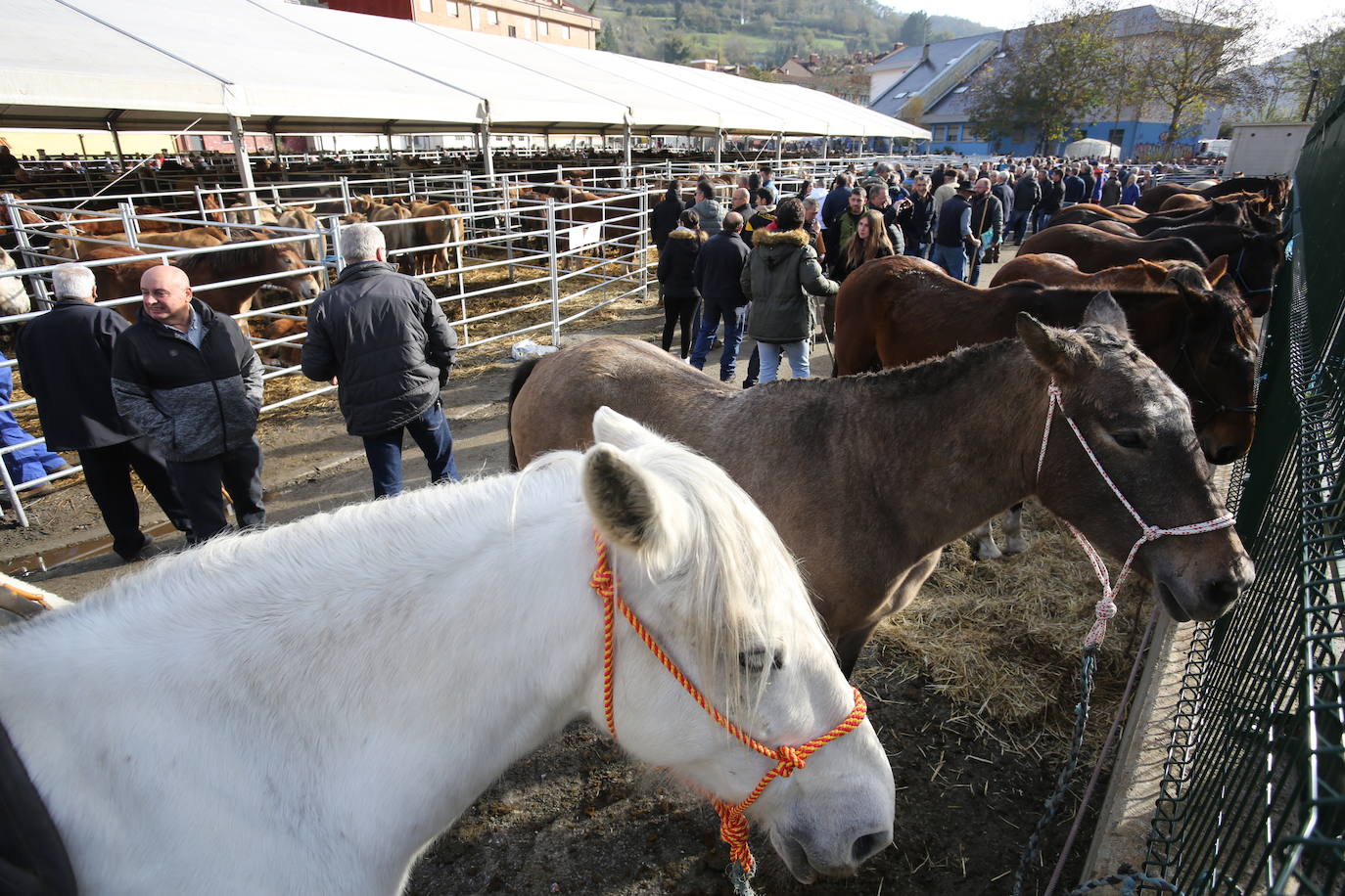 La feria del ganado de Cabañaquinta, en imágenes