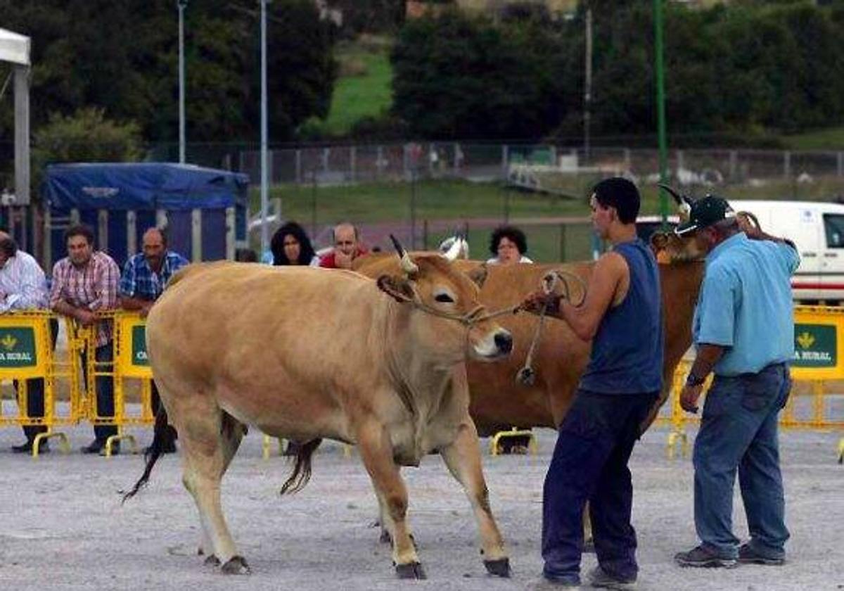 Luanco, un año más sin concurso ganadero