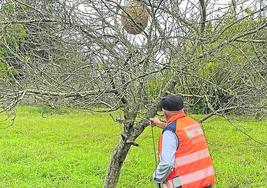 Una persona retira un nido de avispa asiática.