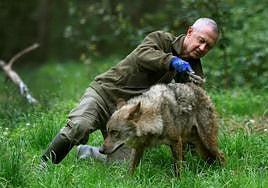 El veterinario del Principado, Jaime Leopoldo Marcos Beltrán, desparasita un ejemplar de lobo en el recinto de la Casa del Lobo de Belmonte.