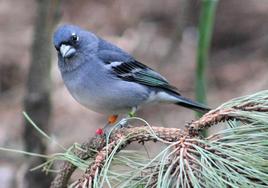 Una investigación abre una vía de esperanza para la conservación de aves amenazadas