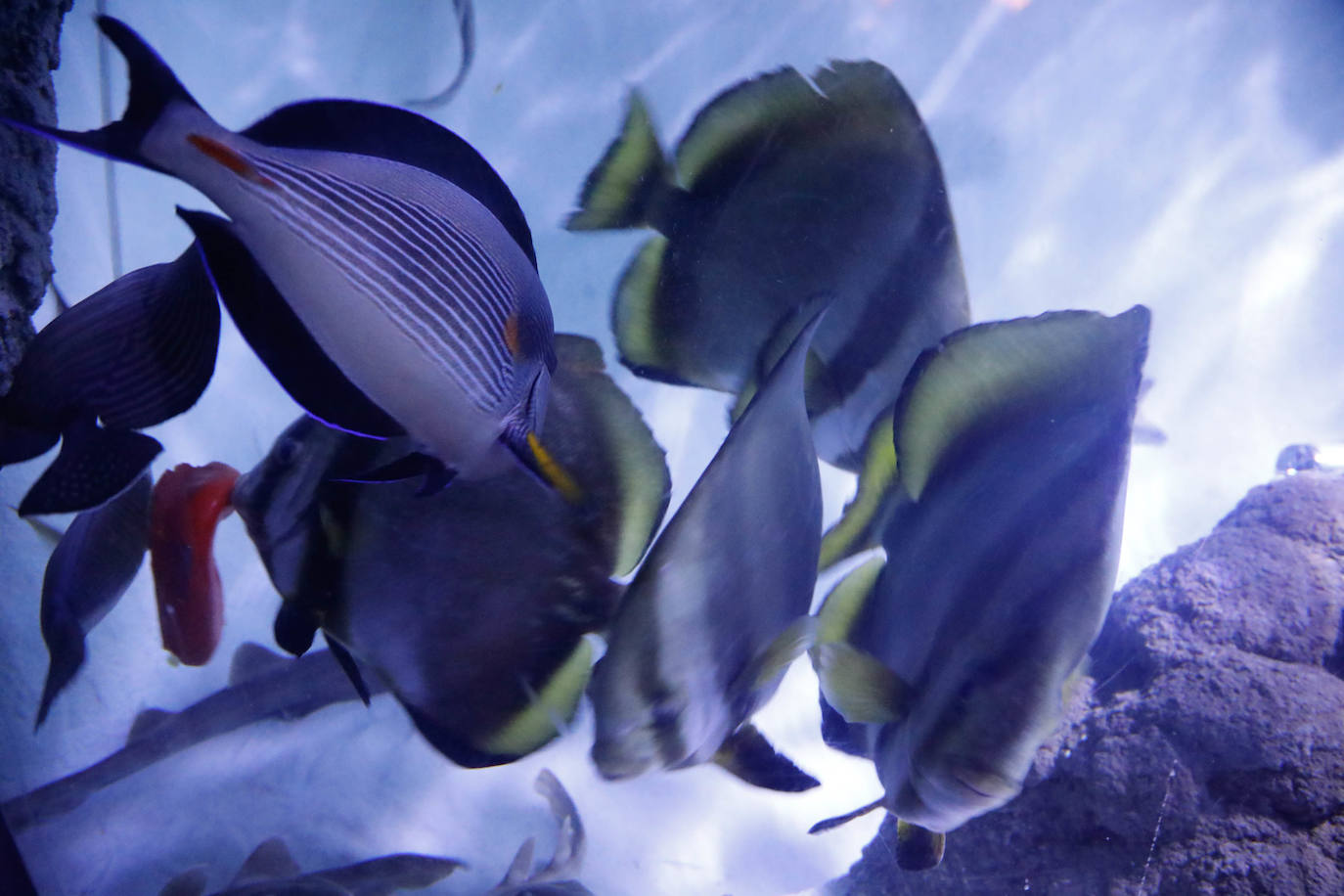 El Acuario y La Laboral, un aula navideña para los niños de Gijón