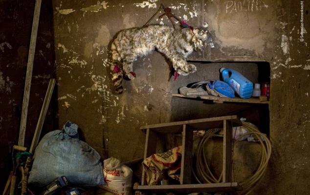 8. Titulada "Mala suerte para el gato", esta imagen muestra una piel de gato disecada y colgada de un cobertizo en Sudamérica.