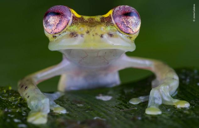 10. Recibe el título "La rana de los ojos de rubí" por sus espectaculares ojos. Lo curioso es que estas ranas tienen confianza con los humanos. La imagen fue tomada al noroeste de Ecuador, en la Reserva del Río Manduriacu, en las estribaciones de los Andes.