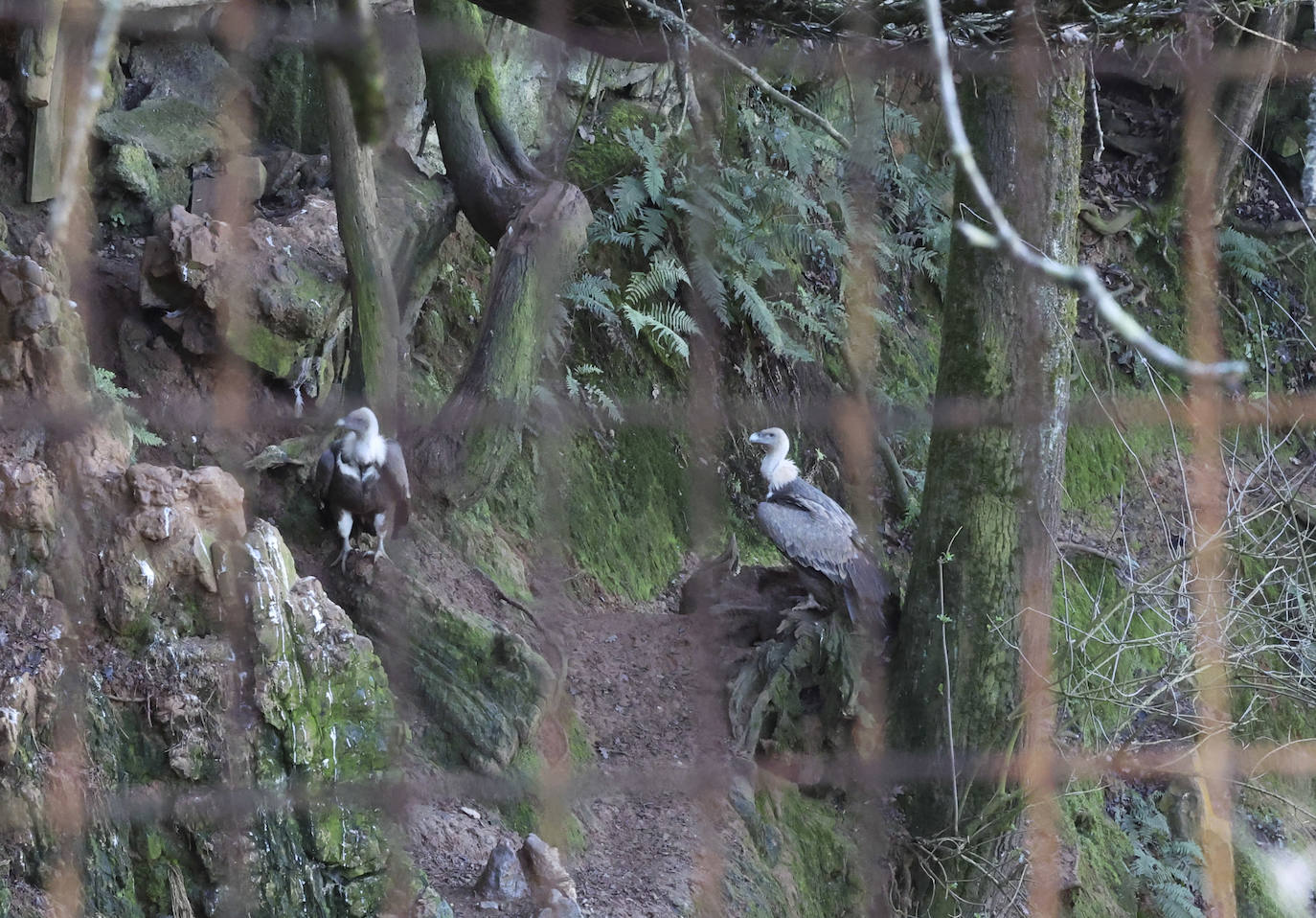 Fotos: El triste final del zoo de Cangas