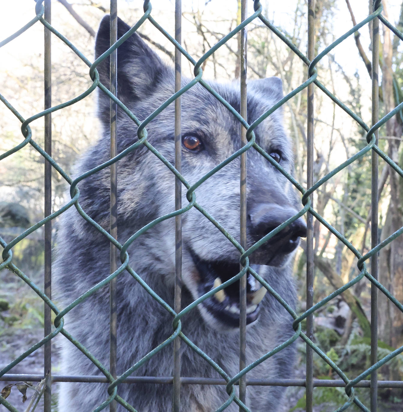 Fotos: El triste final del zoo de Cangas