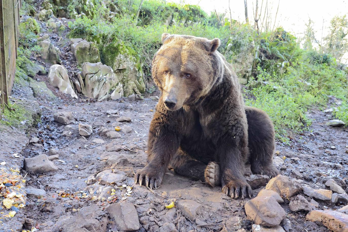 Fotos: El triste final del zoo de Cangas