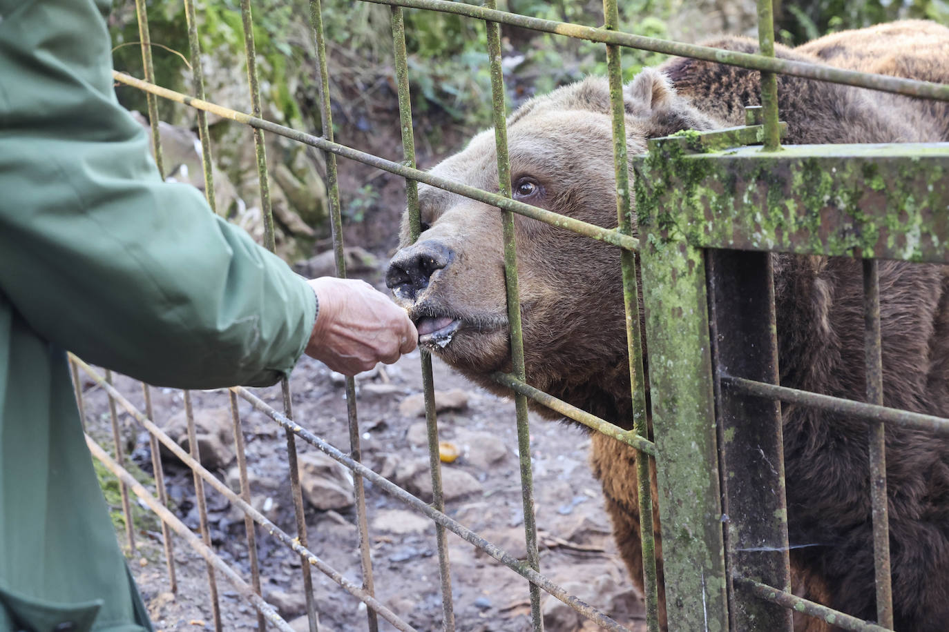 Fotos: El triste final del zoo de Cangas