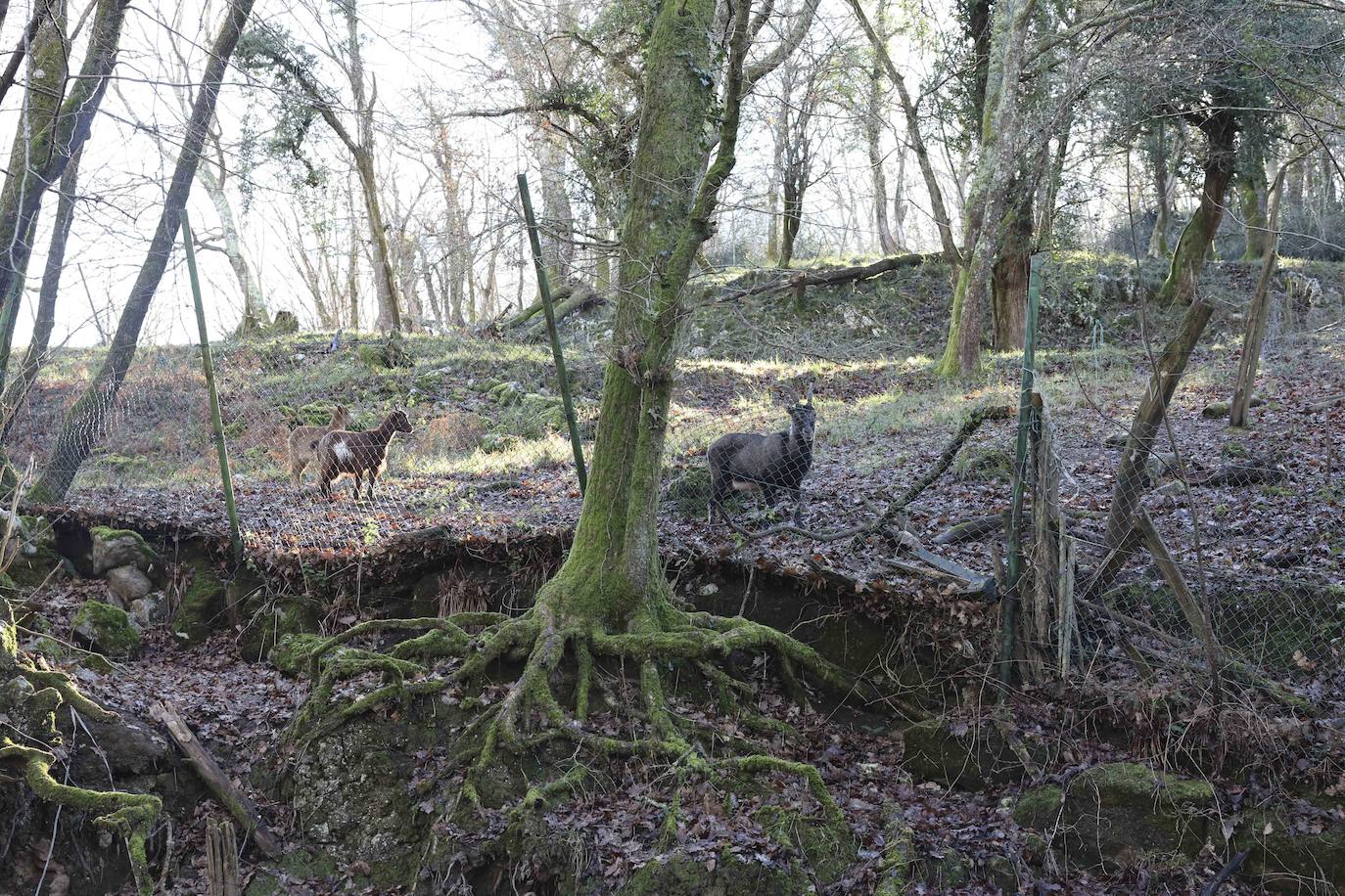 Fotos: El triste final del zoo de Cangas