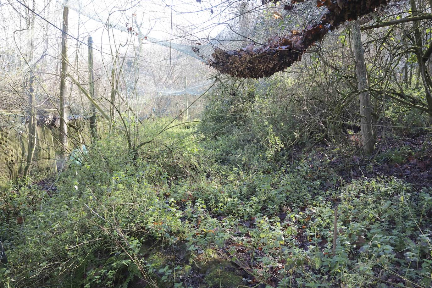 Fotos: El triste final del zoo de Cangas