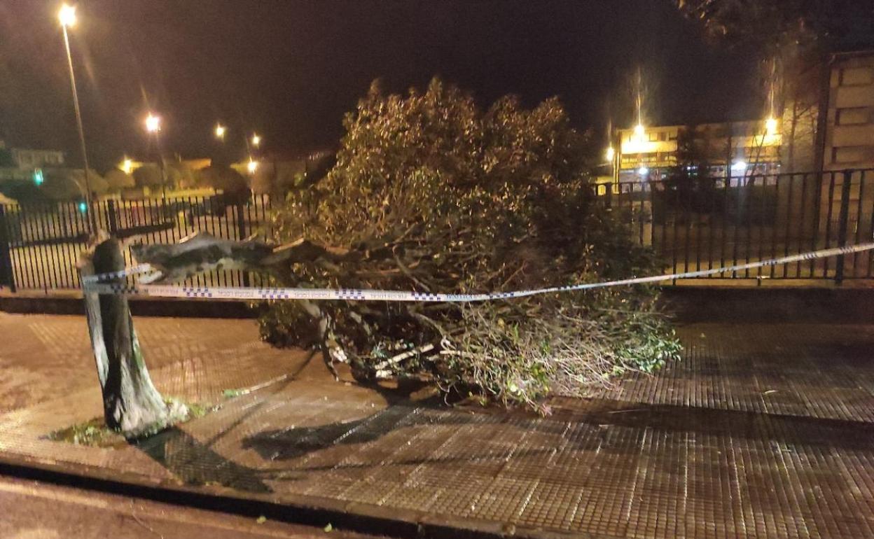 El viento derribó dos árboles en Avilés esta noche, uno de ellos en la avenida de Asturias, en el barrio de La Carriona. 