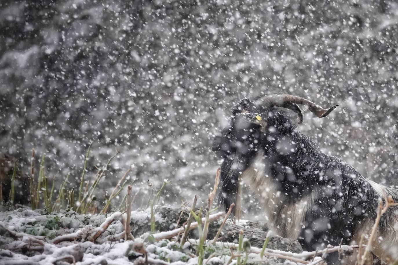 Fotos: Bajo la nieve en Cabrales