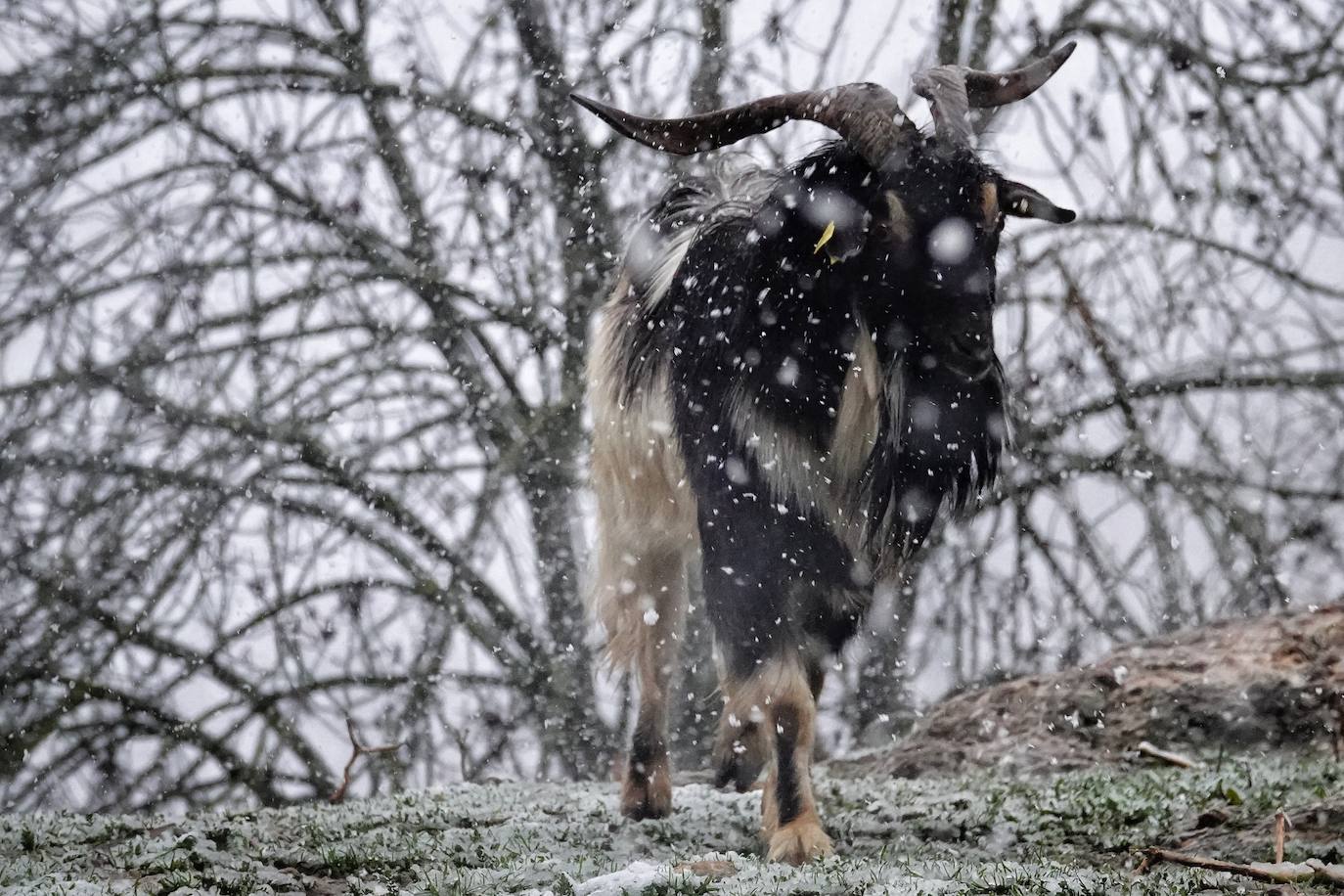Fotos: Bajo la nieve en Cabrales