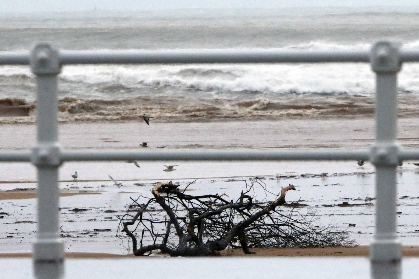 Fotos: Inundaciones y árboles caídos por el temporal en Gijón