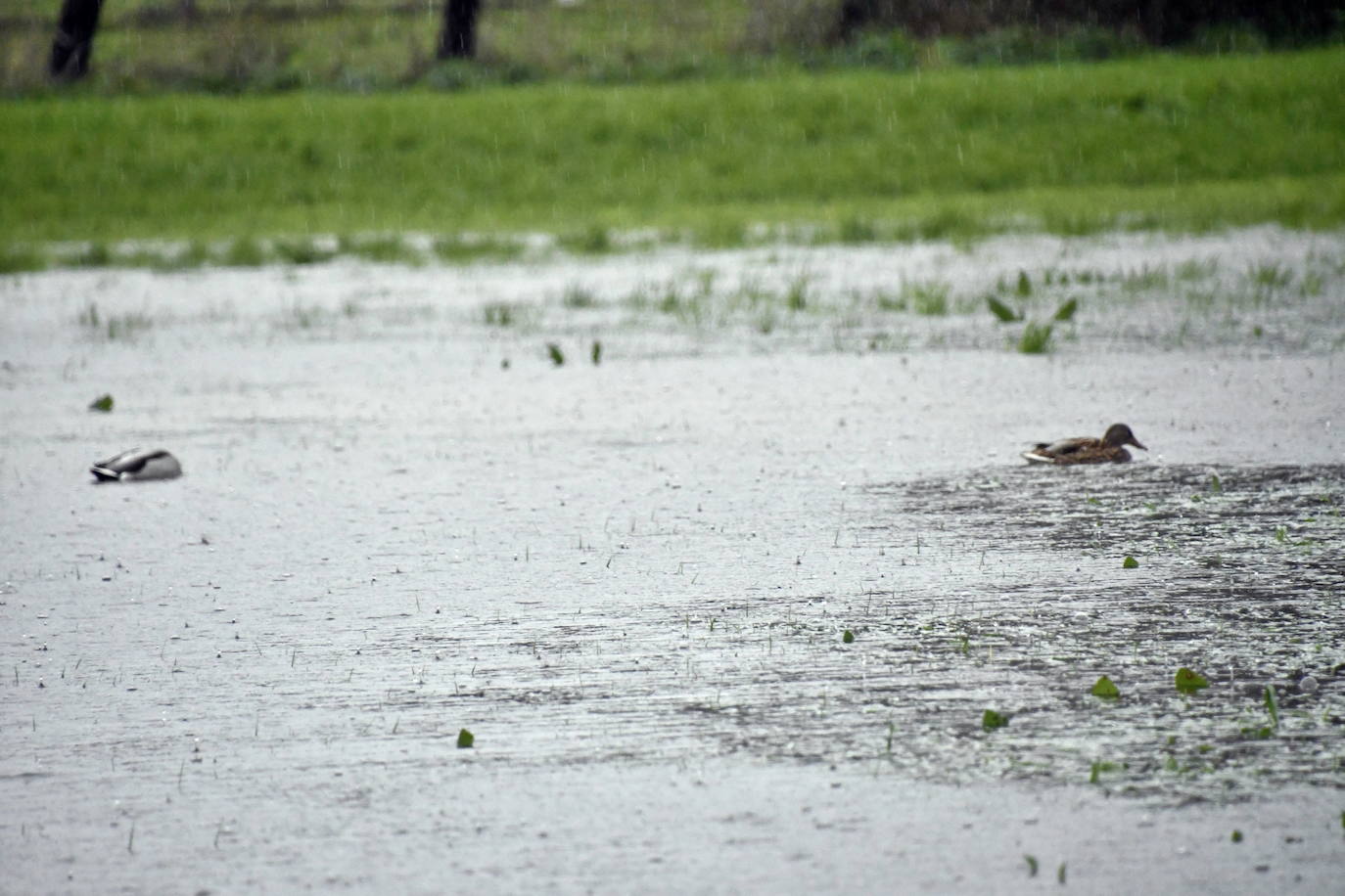 Fotos: Árboles caídos y nuevas inundaciones por fuerte temporal en Avilés