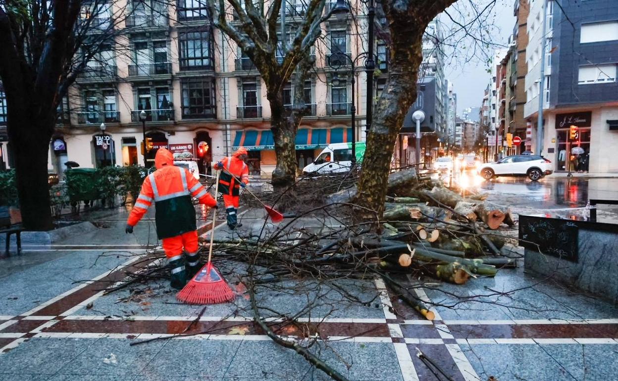 Árboles derribados en el entorno del paseo de Begoña. En el vídeo, las consecuencias del temporal azotan Gijón.