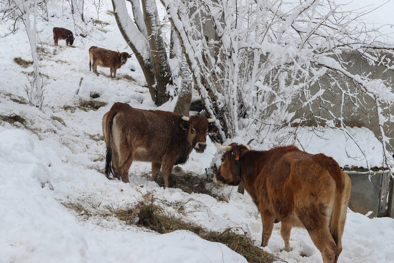 Fotos: Así luce el pueblo de Sotres por las nevadas