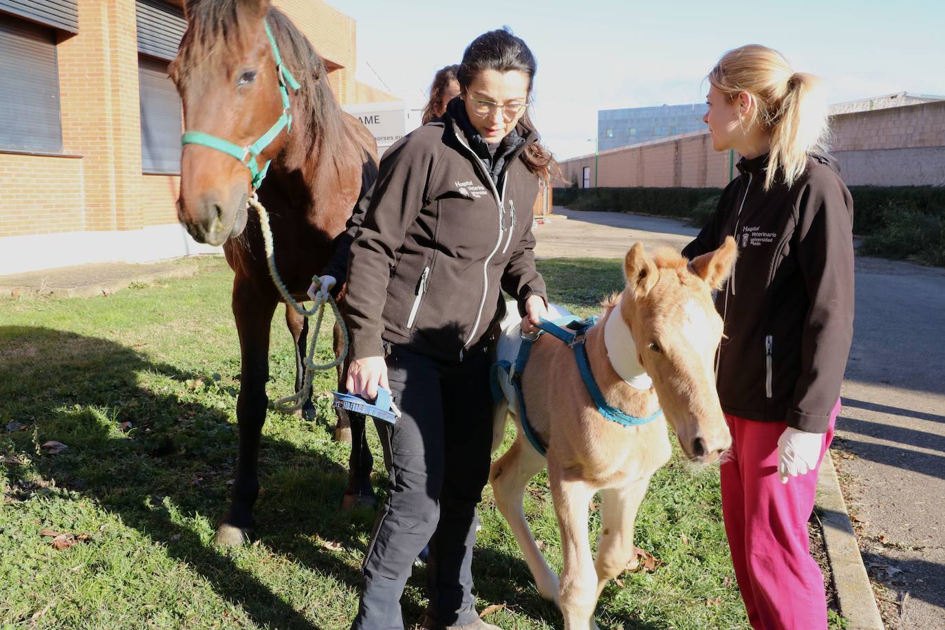 Fotos: El Hospital Veterinario de León asiste a una potra asturiana