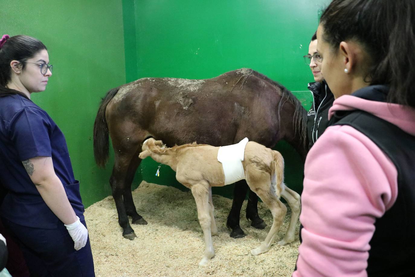 Fotos: El Hospital Veterinario de León asiste a una potra asturiana