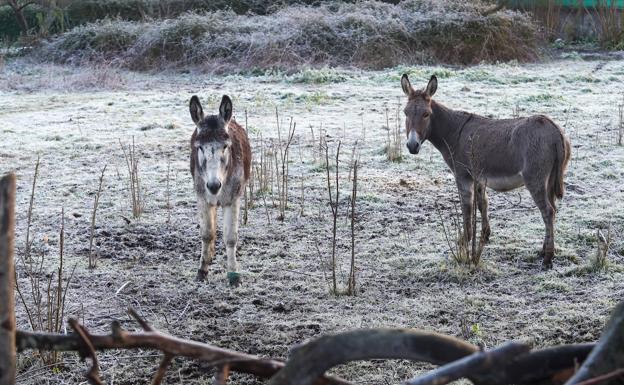 Imagen. Heladas en la zona rural de Gijón este lunes.