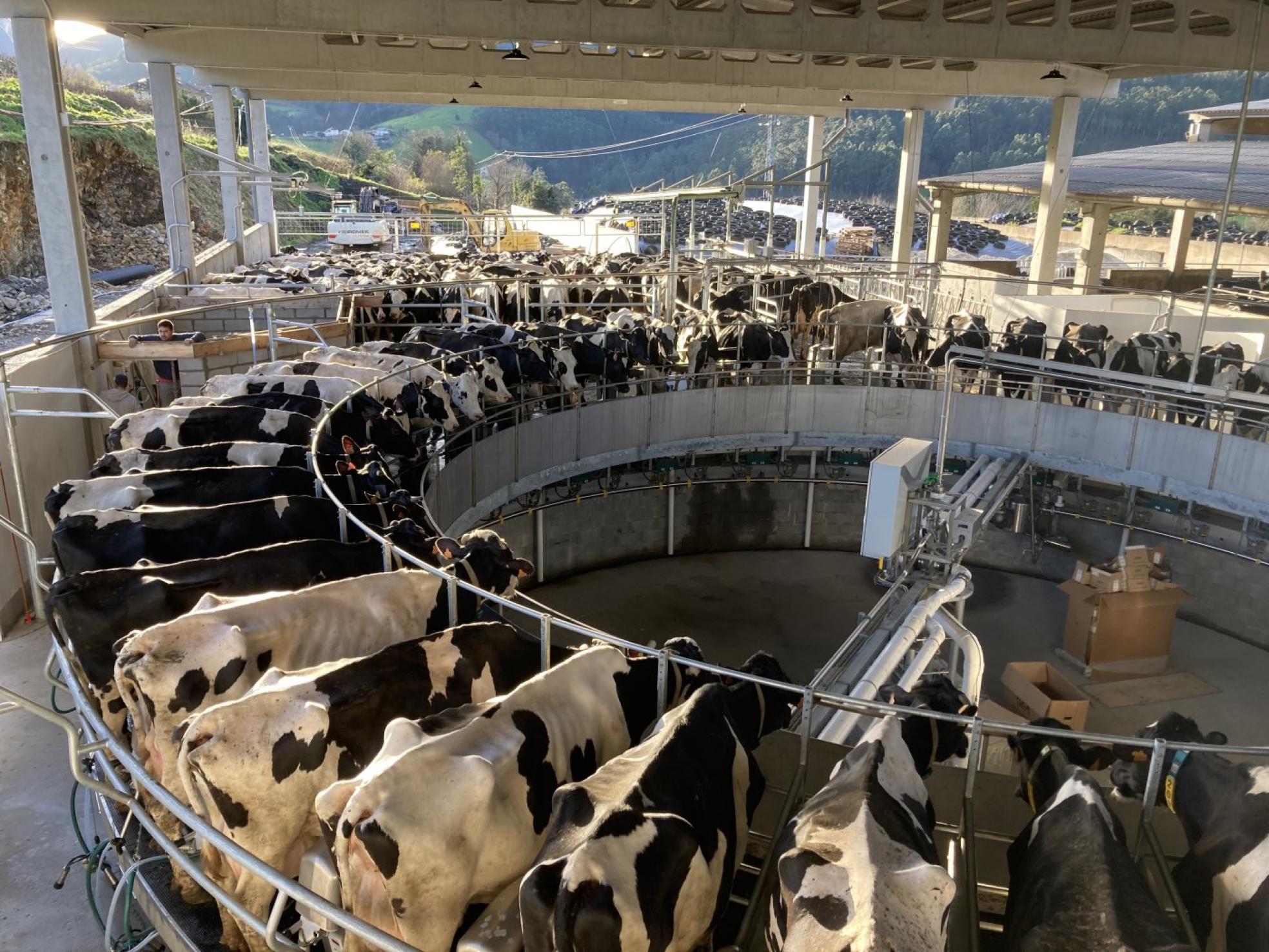 Medio centenar de vacas son ordeñadas simultáneamente en Coaña. 