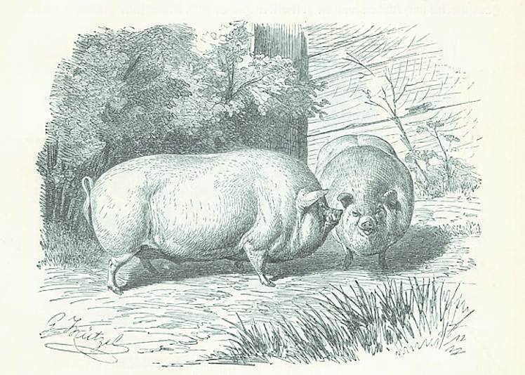 A más de 2 pesetas el kilo ascendía la carne de cerdo en Gijón.