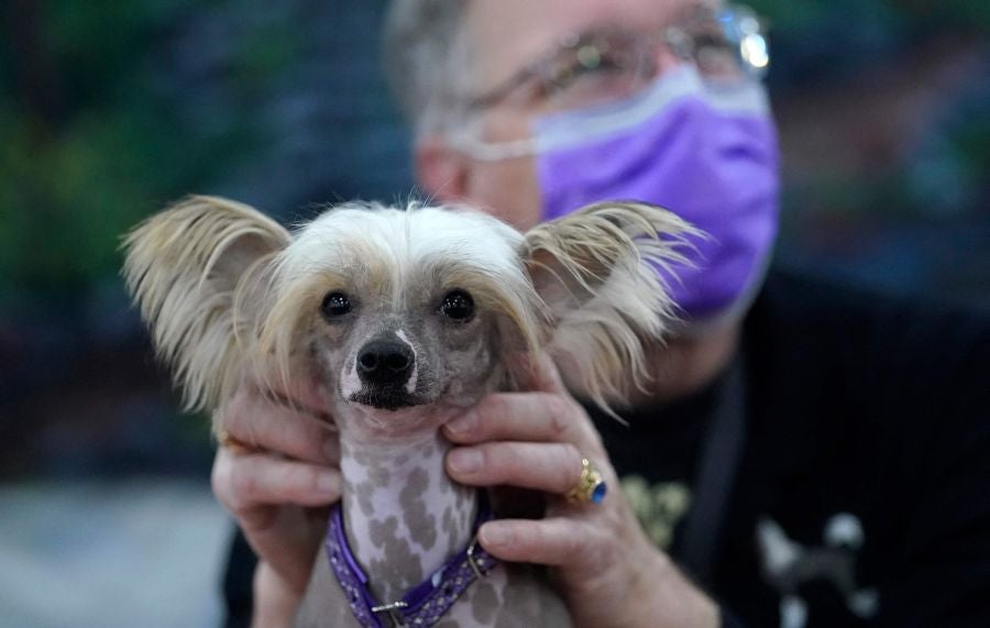 Fotos: Perros de competición en el encuentro canino más selecto