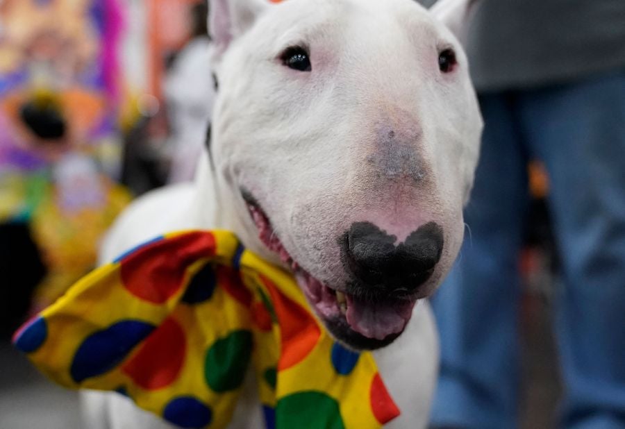 Fotos: Perros de competición en el encuentro canino más selecto