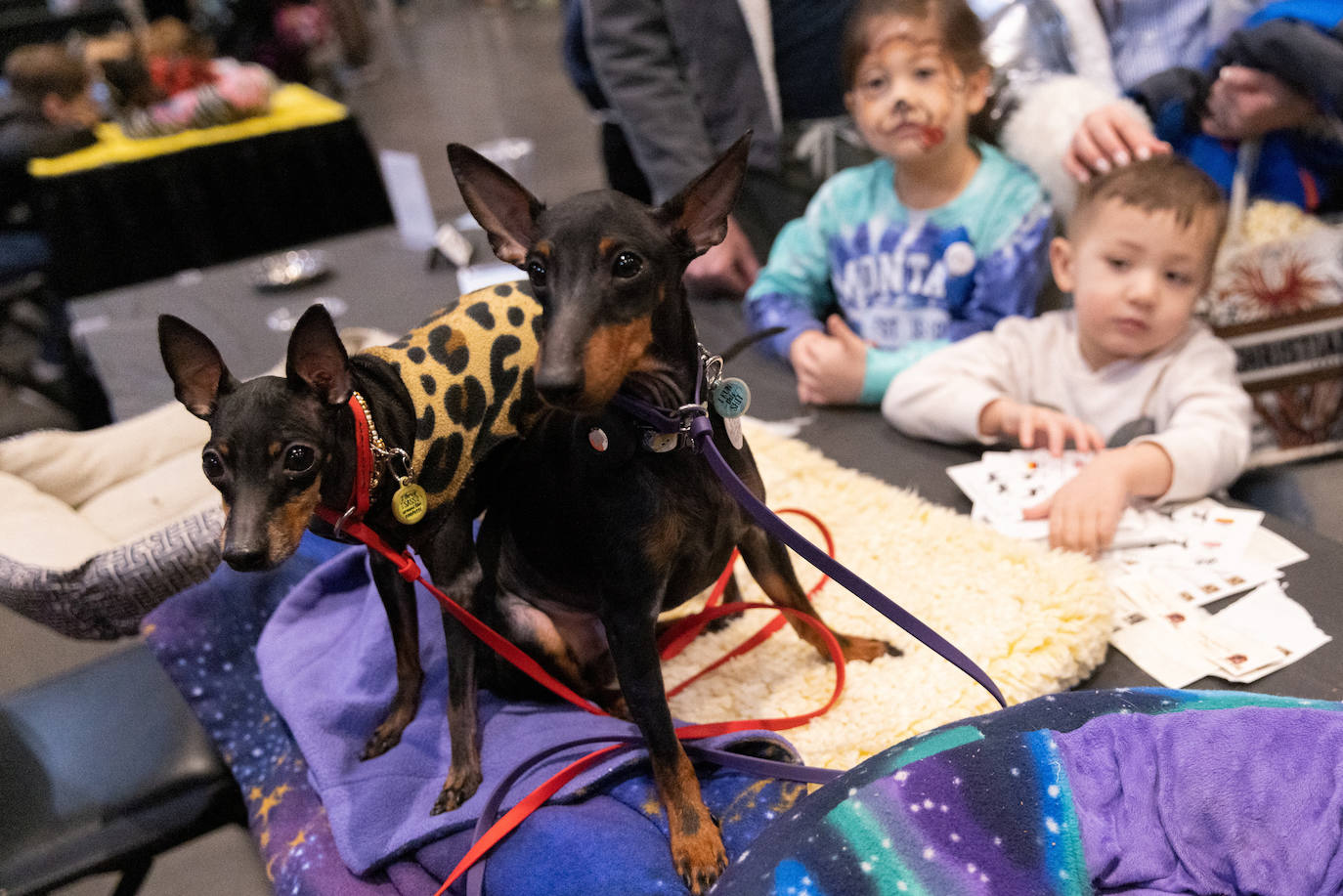 Fotos: Perros de competición en el encuentro canino más selecto