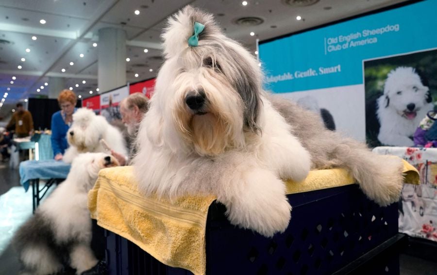 Fotos: Perros de competición en el encuentro canino más selecto