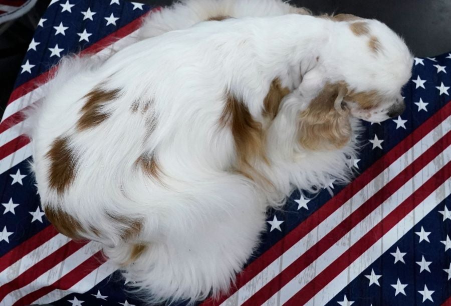 Fotos: Perros de competición en el encuentro canino más selecto