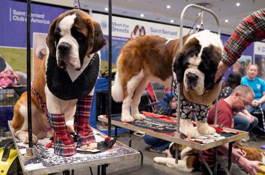 Fotos: Perros de competición en el encuentro canino más selecto