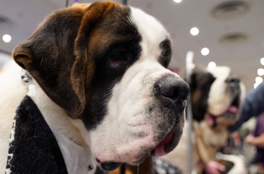 Fotos: Perros de competición en el encuentro canino más selecto