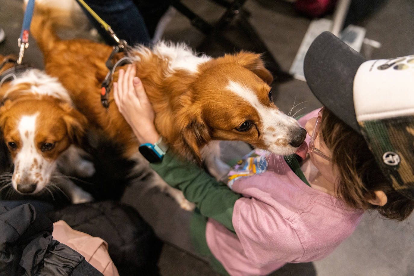 Fotos: Perros de competición en el encuentro canino más selecto