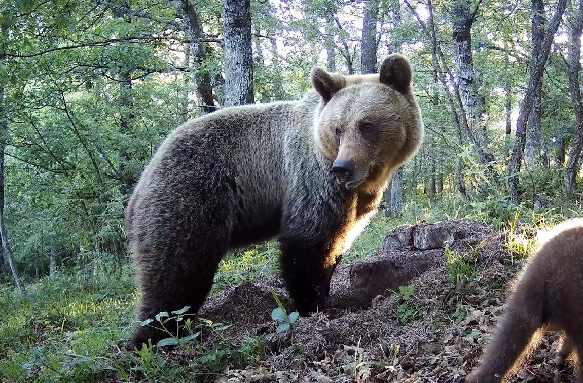 Un oso pardo en Asturias. 