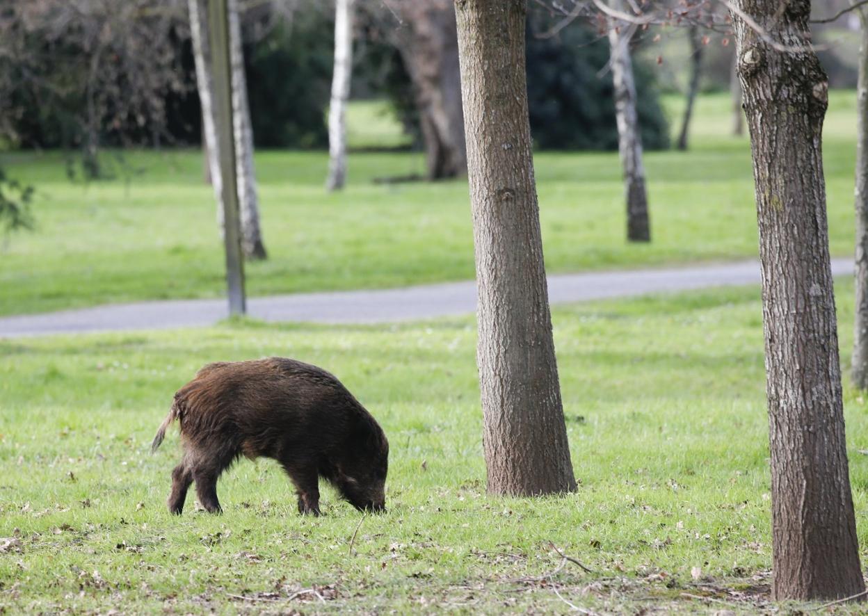 Un jabalí, en el parque fluvial, en Viesques. 