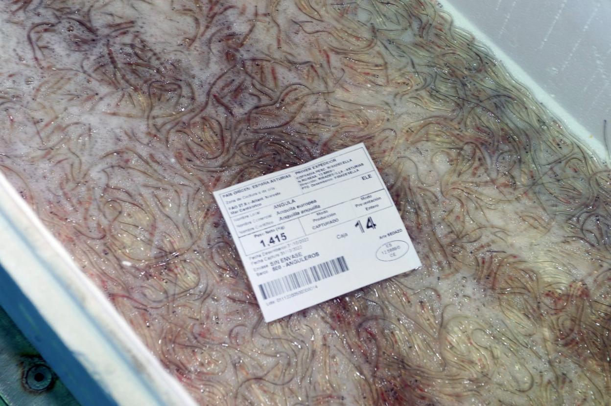 Angula subastada esta campaña en la rula de Ribadesella. 