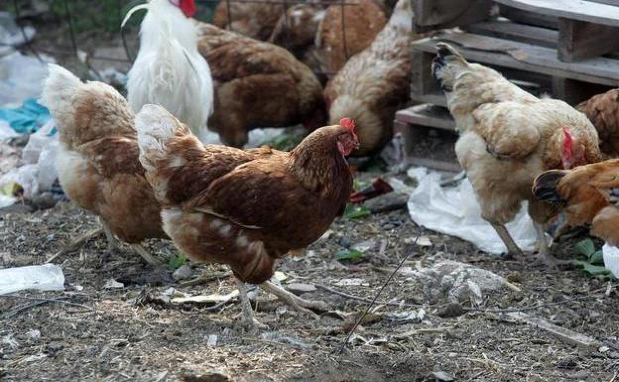 Gallos en una granja avícola.